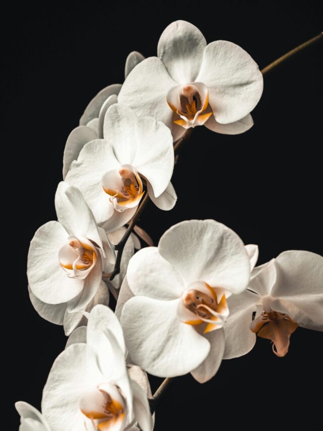 7 Popular Types of Orchids